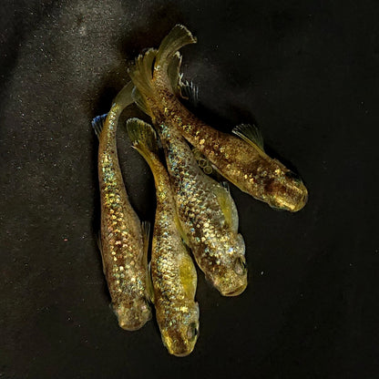 【現物】金箔和墨　2ペア　ブルーラメ　4093