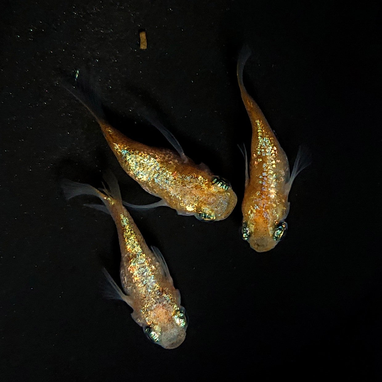 【現物】【NEW】ネプチューンだるま×和墨星ラメ F3 朱赤系　3匹　オス1メス2　4100