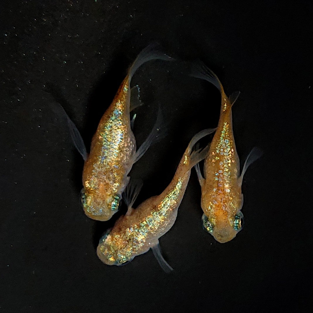【現物】【NEW】ネプチューンだるま×和墨星ラメ F3 朱赤系　3匹　オス1メス2　4100