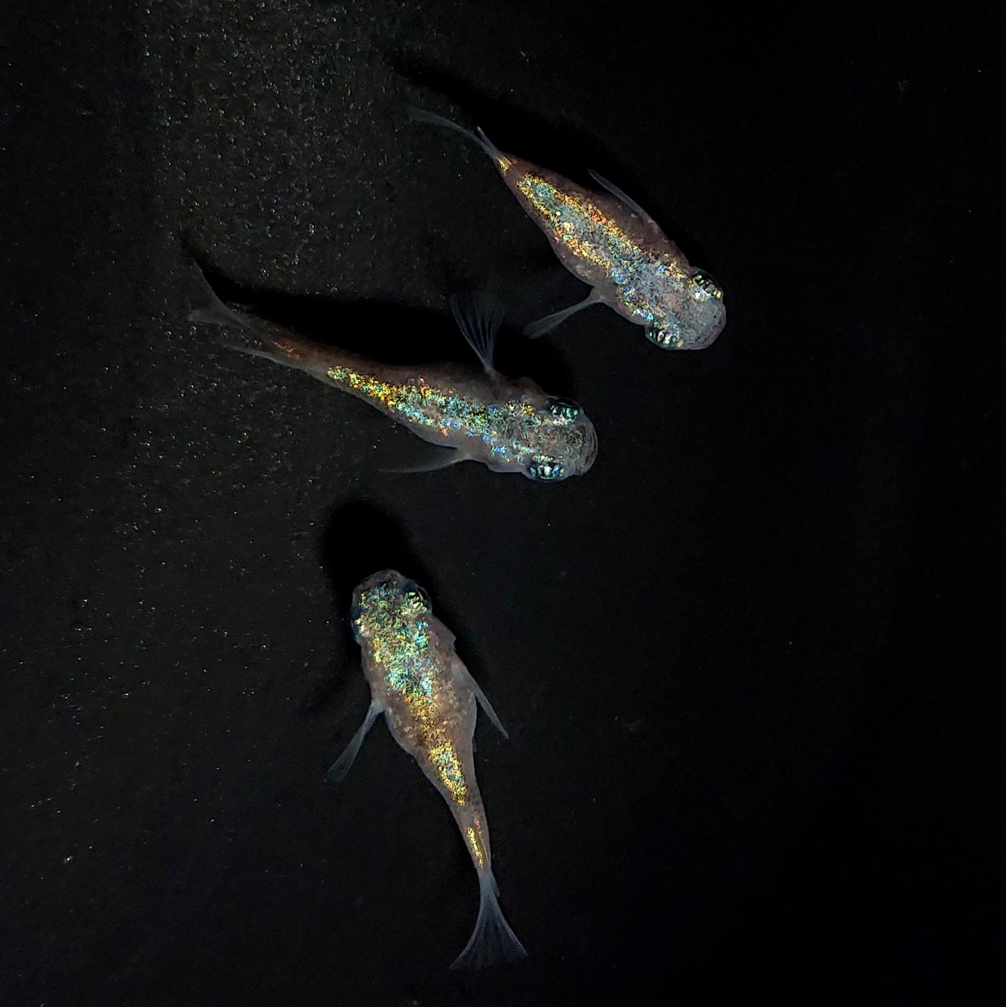 【現物】【NEW】ネプチューンだるま×和墨星ラメ F3　3匹　オス1メス2　4099