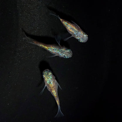 【現物】【NEW】ネプチューンだるま×和墨星ラメ F3　3匹　オス1メス2　4099