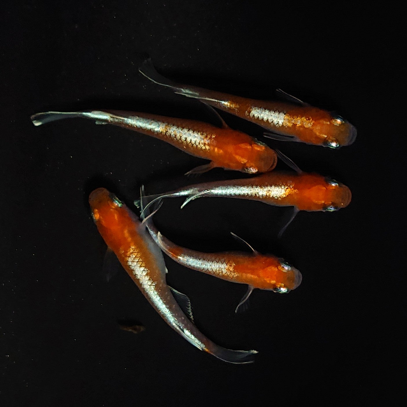 【現物】【上物】豆紅エボリューション 丹頂　5匹　オス3メス2　4106
