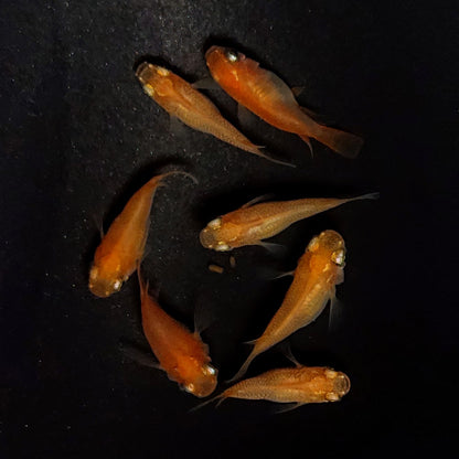 【現物】紅帝だるま　7匹　オス3メス4　4102
