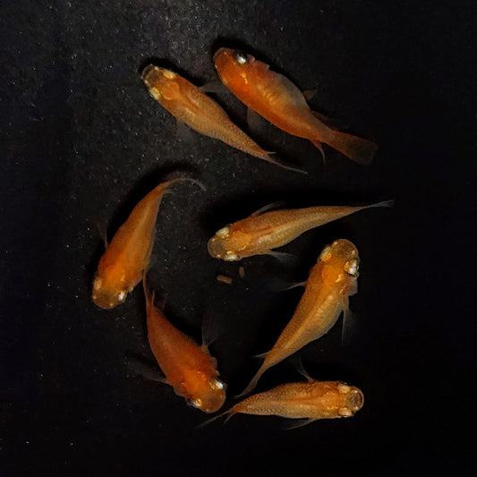 【現物】紅帝だるま　7匹　オス3メス4　4102