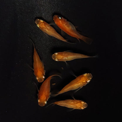 【現物】紅帝だるま　7匹　オス3メス4　4102