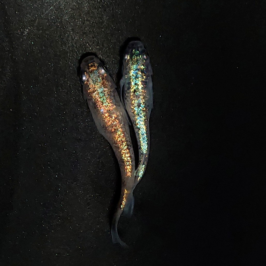 【現物イベント限定】桜星　稚魚10匹　4105