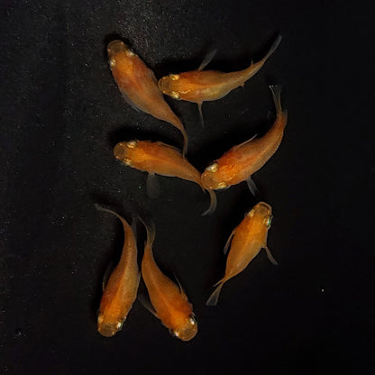 【現物】紅帝だるま　7匹　オス3メス4　4119