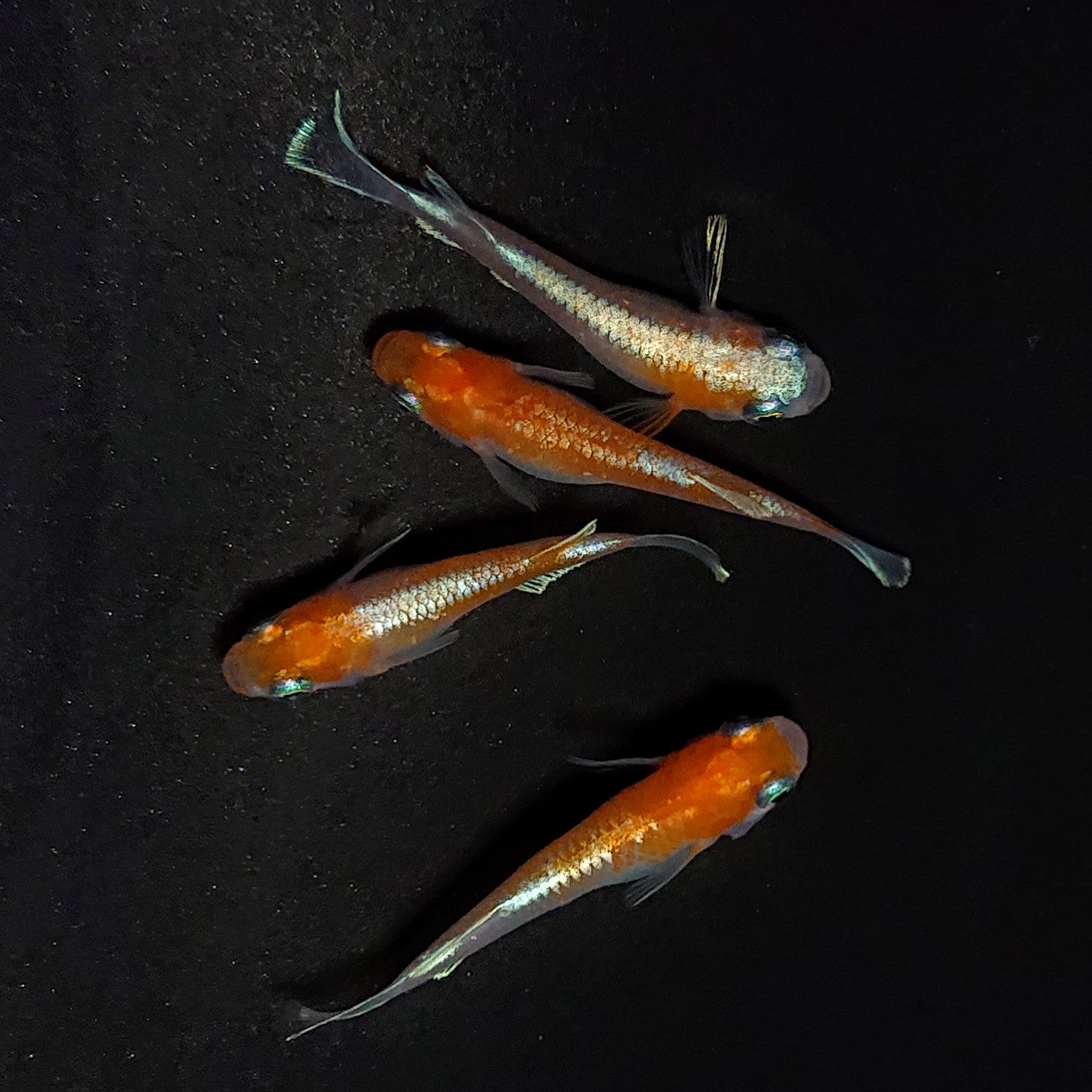 【現物】豆紅エボリューション 　2ペア　♀1匹ショートボディ　4117