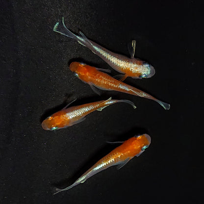 【現物】豆紅エボリューション 　2ペア　♀1匹ショートボディ　4117