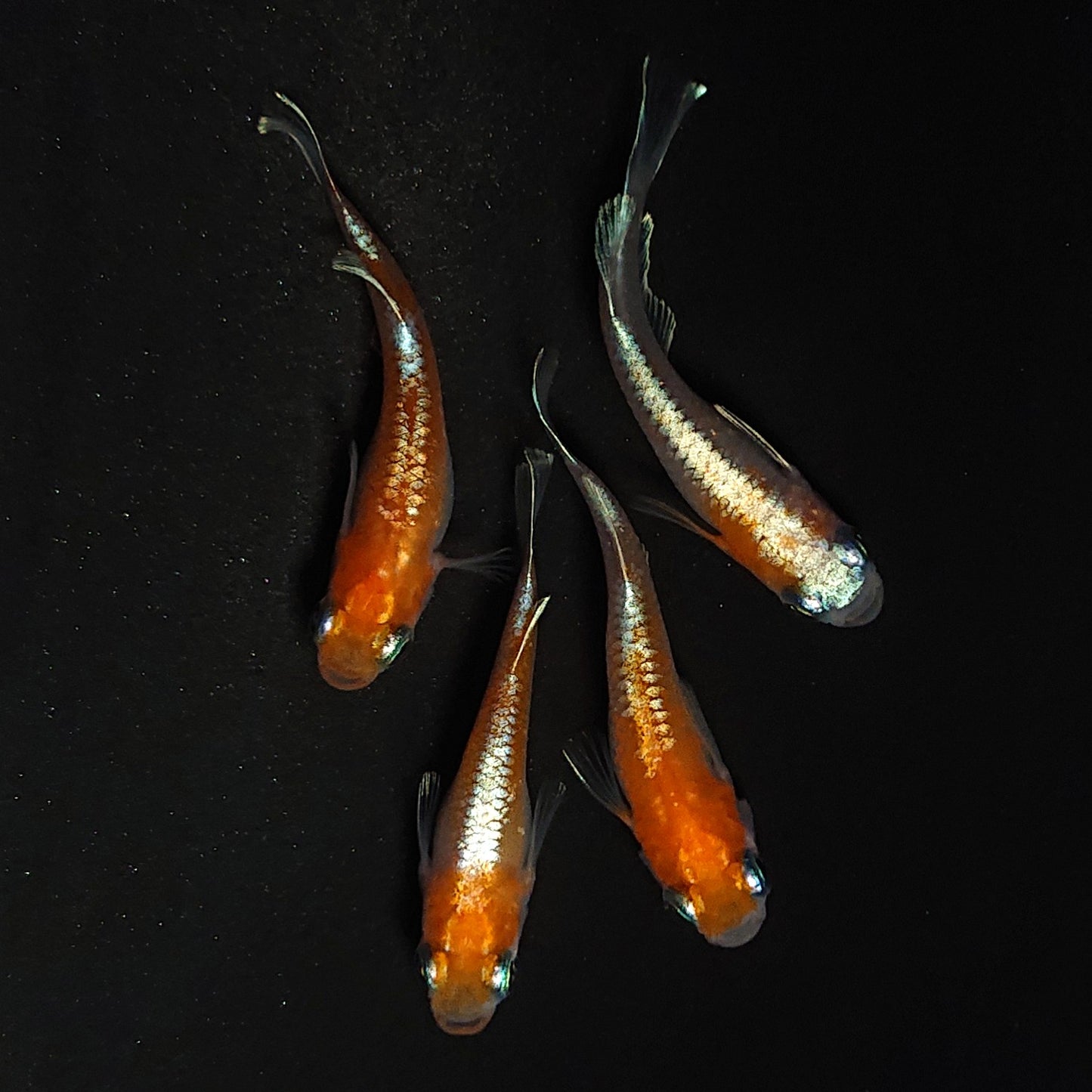 【現物】豆紅エボリューション 　2ペア　♀1匹ショートボディ　4117
