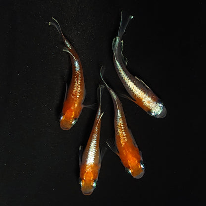 【現物】豆紅エボリューション 　2ペア　♀1匹ショートボディ　4117