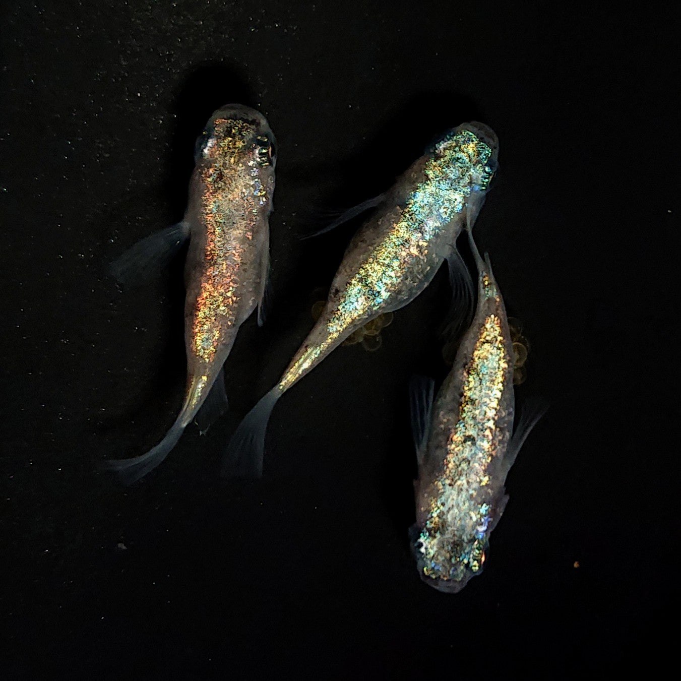 【現物】ネプチューンだるま×和墨星ラメ F3　3匹　オス1メス2　4114