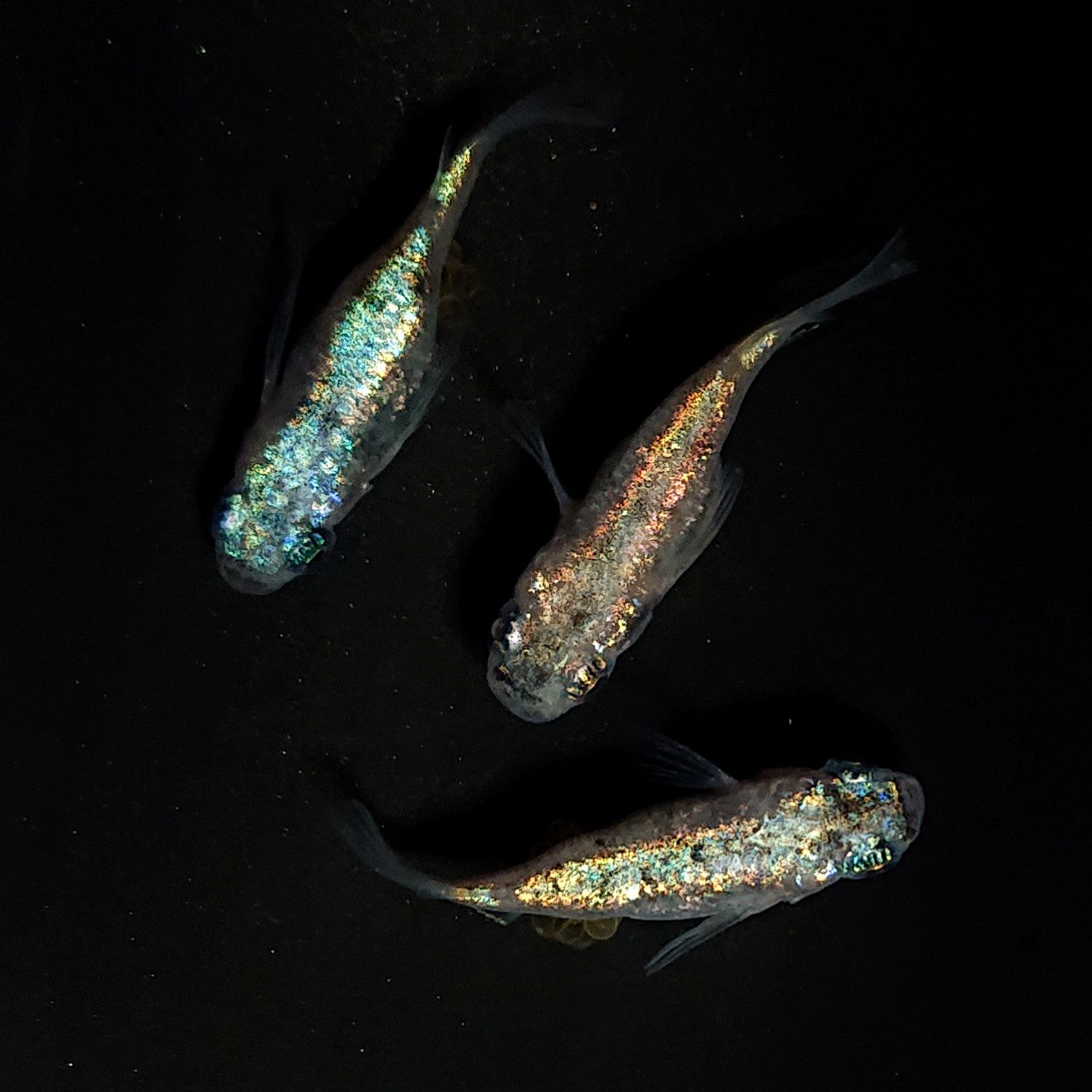 【現物】ネプチューンだるま×和墨星ラメ F3　3匹　オス1メス2　4114