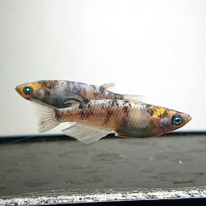 【現物】【上物】和墨星ラメ三色　2ペア　4121