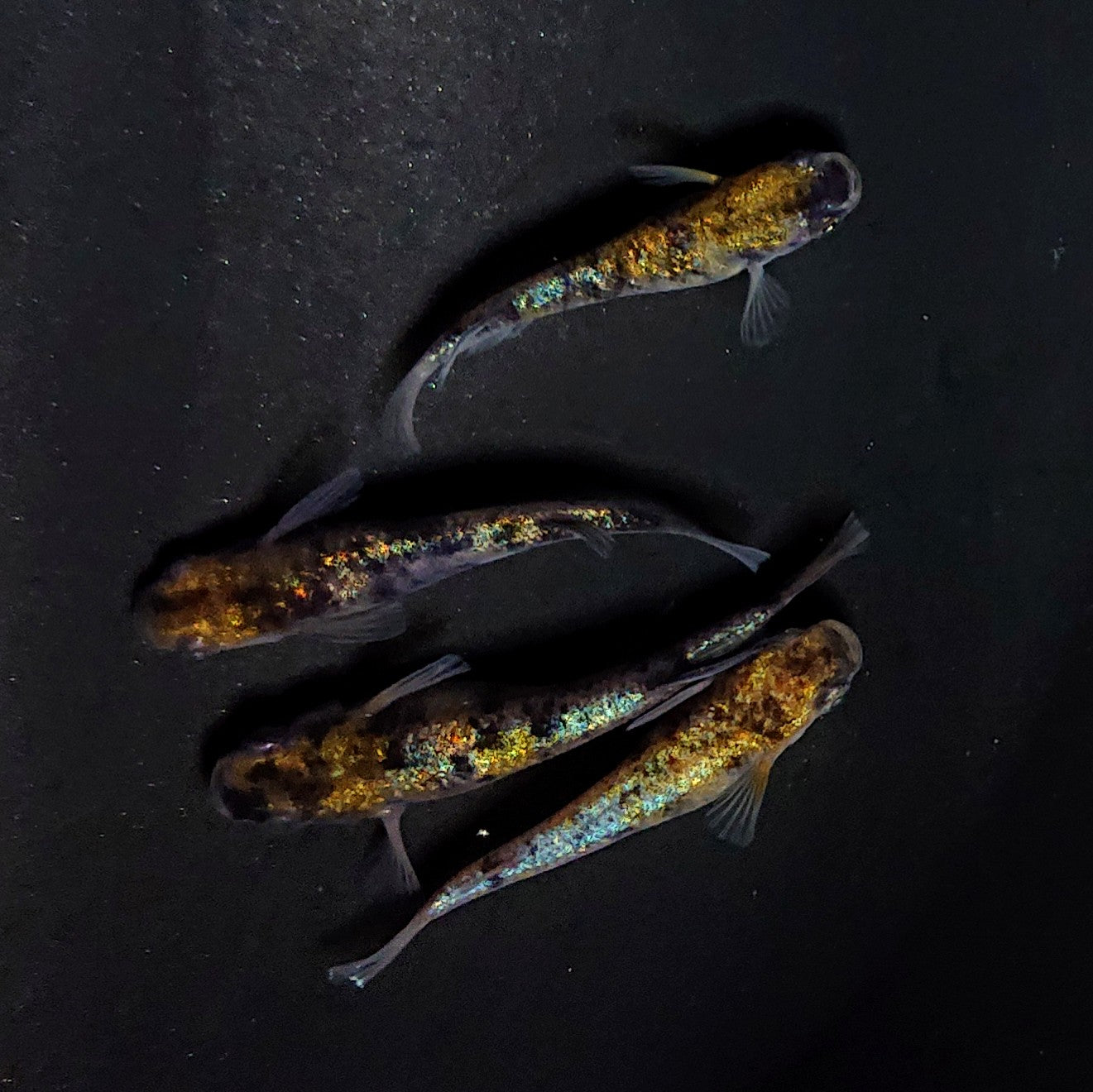 【現物イベント限定】和墨星ラメ　稚魚10匹　4404