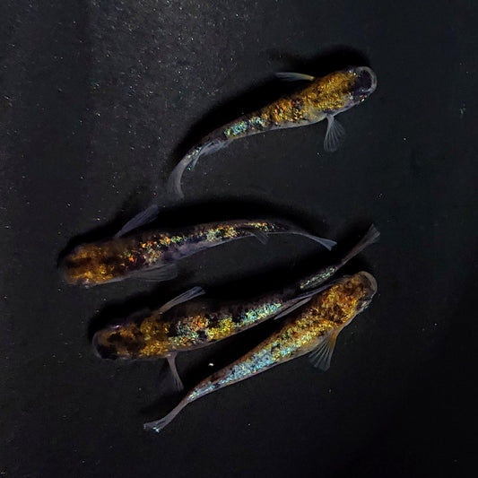 【現物イベント限定】和墨星ラメ　稚魚10匹　4404