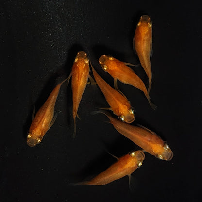 【現物】紅帝だるま　7匹　オス3メス4　4131