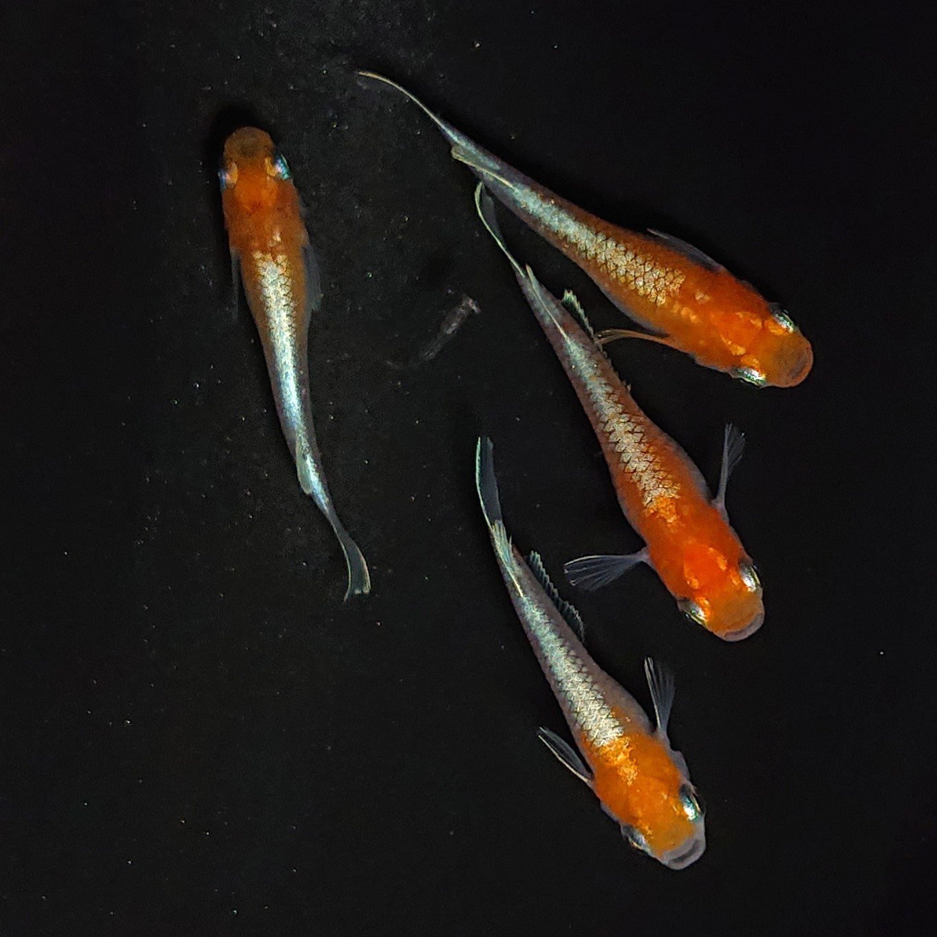 【現物】【上物】豆紅エボリューション 丹頂　2ペア　4128