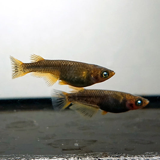 【現物】アトラスブループピラ　5匹　オス3メス2　4138