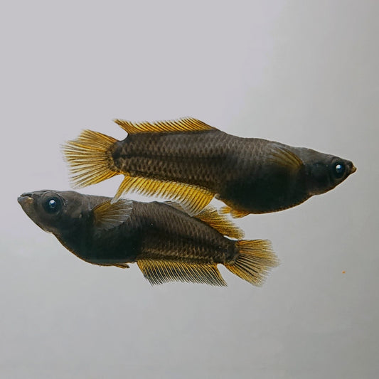 【現物】オーブ×夢神 アースアイ　5匹　オス3メス2　4133