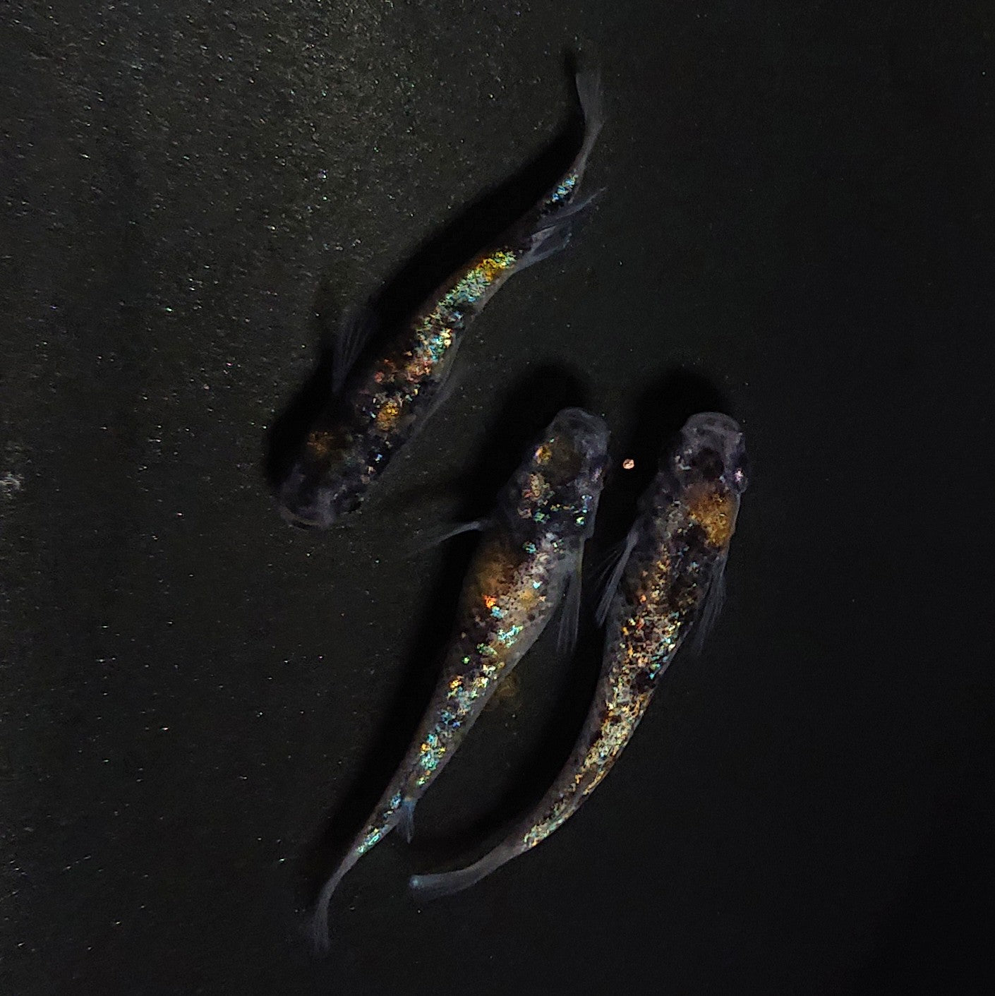 【現物】和墨星ラメ三色　3匹　オス1メス2　4137
