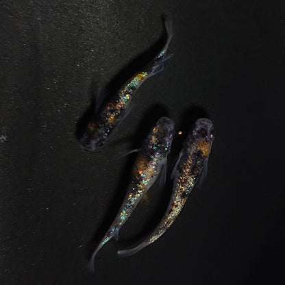 【現物】和墨星ラメ三色　3匹　オス1メス2　4137