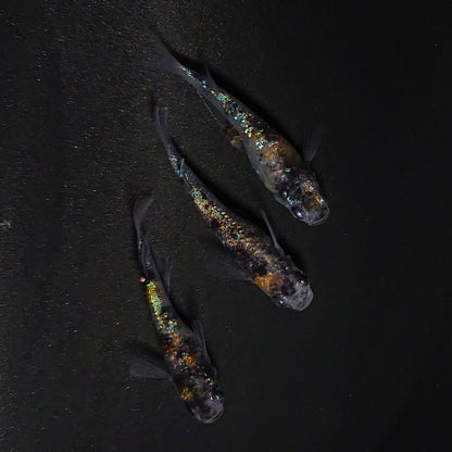 【現物】和墨星ラメ三色　3匹　オス1メス2　4137