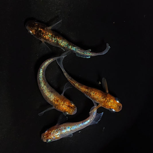 【現物】桔梗菊　4匹　オス1メス3　4136