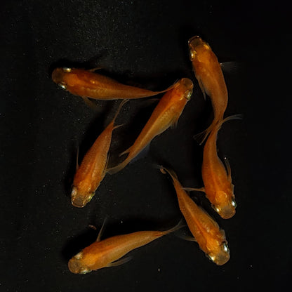 【現物】紅帝だるま　7匹　オス3メス4　4144