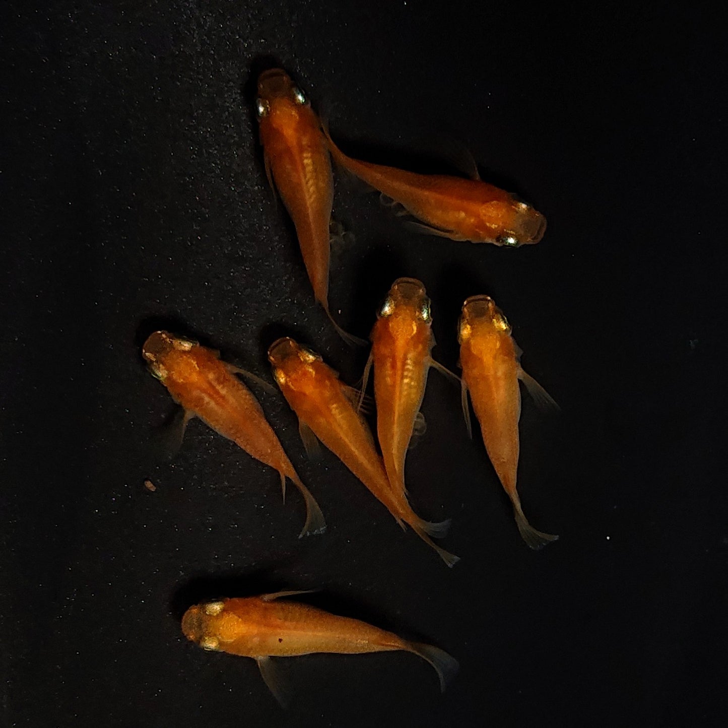 【現物】紅帝だるま　7匹　オス3メス4　4144
