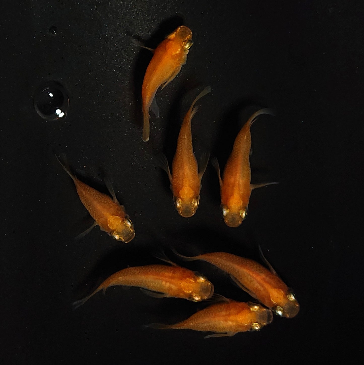 【現物】紅帝だるま　7匹　オス3メス4　4166
