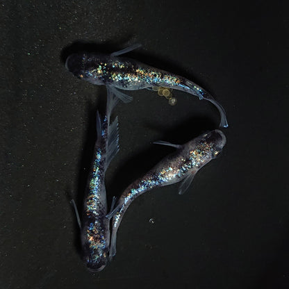 【現物】【NEW】【上物】桔梗菊ブラック　3匹　オス1メス2　4168