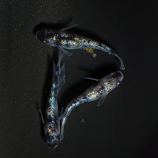 【現物】【NEW】【上物】桔梗菊ブラック　3匹　オス1メス2　4168