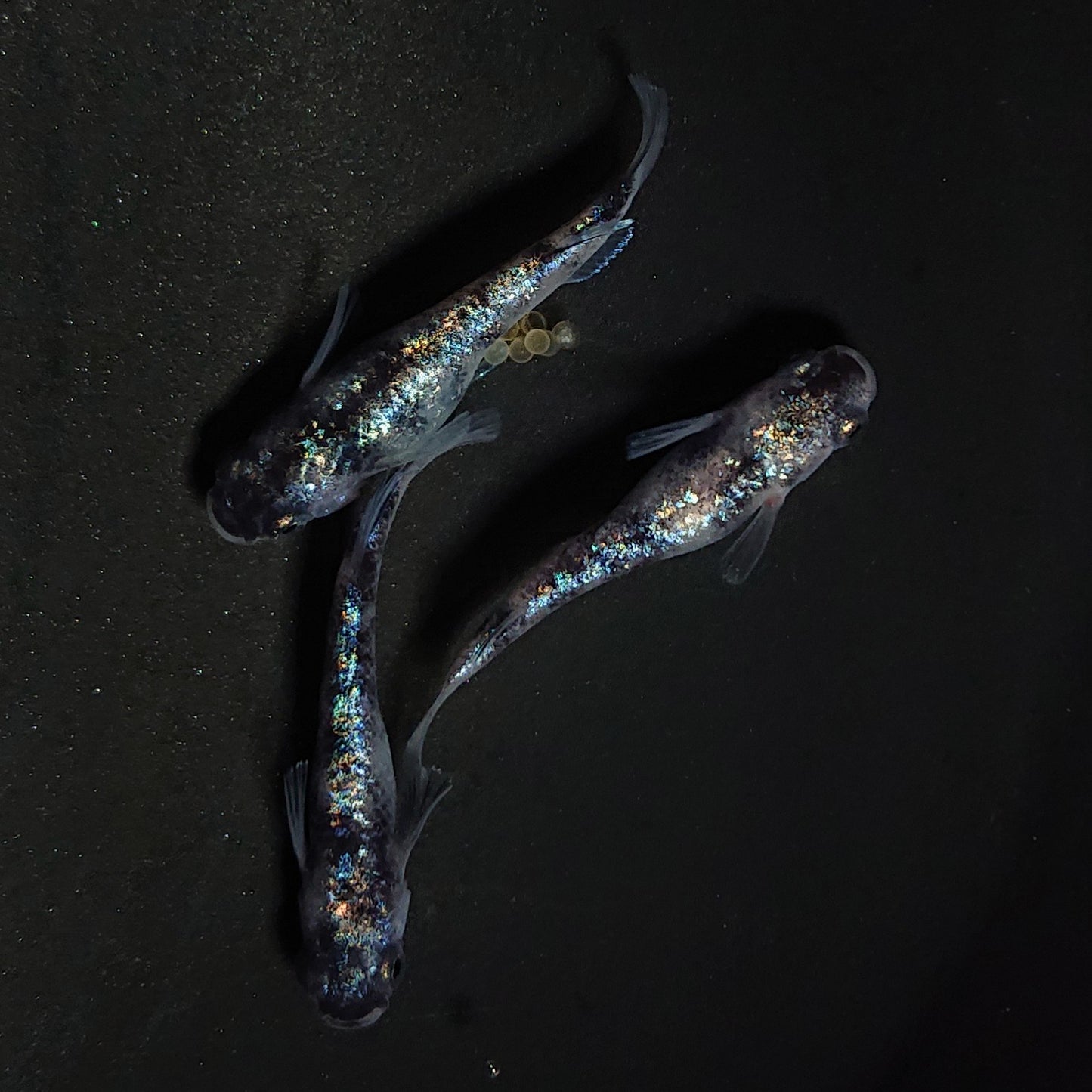 【現物】【NEW】【上物】桔梗菊ブラック　3匹　オス1メス2　4168