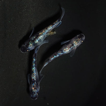 【現物】【NEW】【上物】桔梗菊ブラック　3匹　オス1メス2　4168