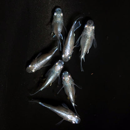 【現物】エンゼル　7匹　オス3メス4　4181