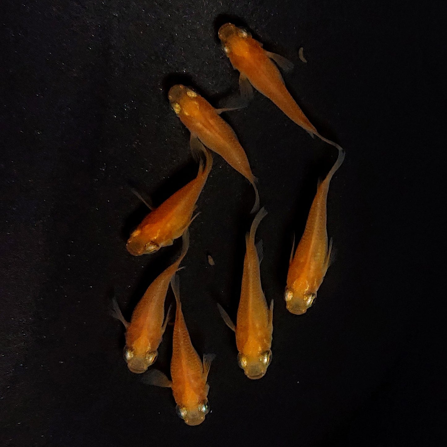 【現物】紅帝だるま　7匹　オス3メス4　4180