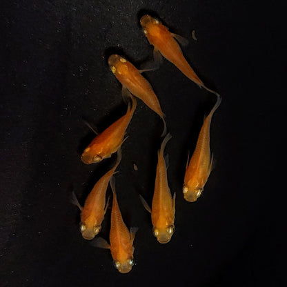 【現物】紅帝だるま　7匹　オス3メス4　4180