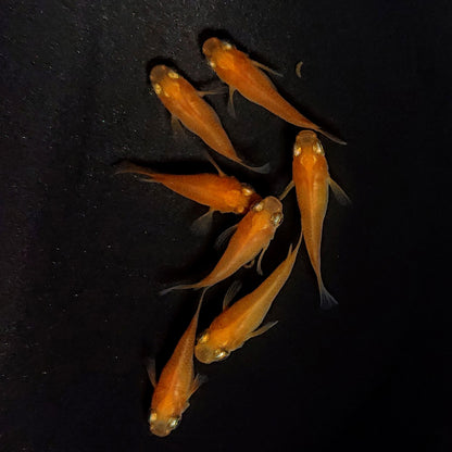 【現物】紅帝だるま　7匹　オス3メス4　4180