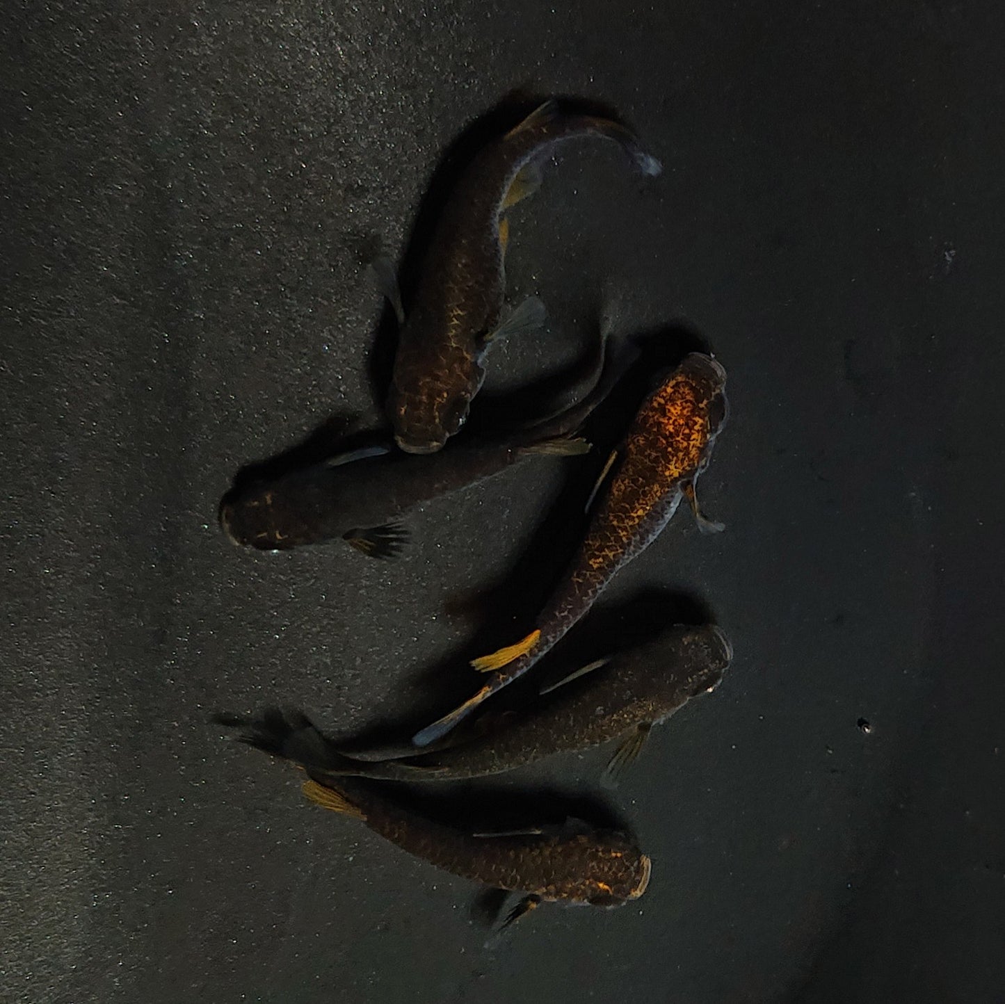 【現物】アトラスブループピラ　5匹　オス3メス2　4186