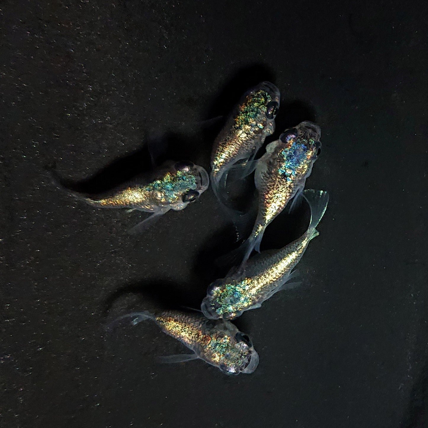 【現物】ネプチューン本だるま　5匹　オス3メス2　4189