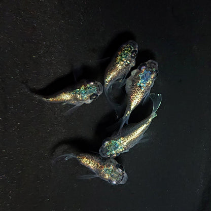 【現物】ネプチューン本だるま　5匹　オス3メス2　4189
