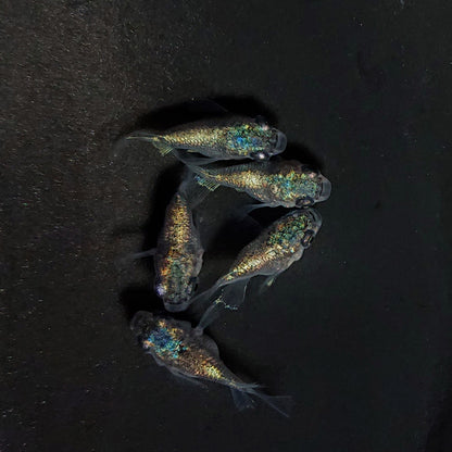 【現物】ネプチューン本だるま　5匹　オス3メス2　4189