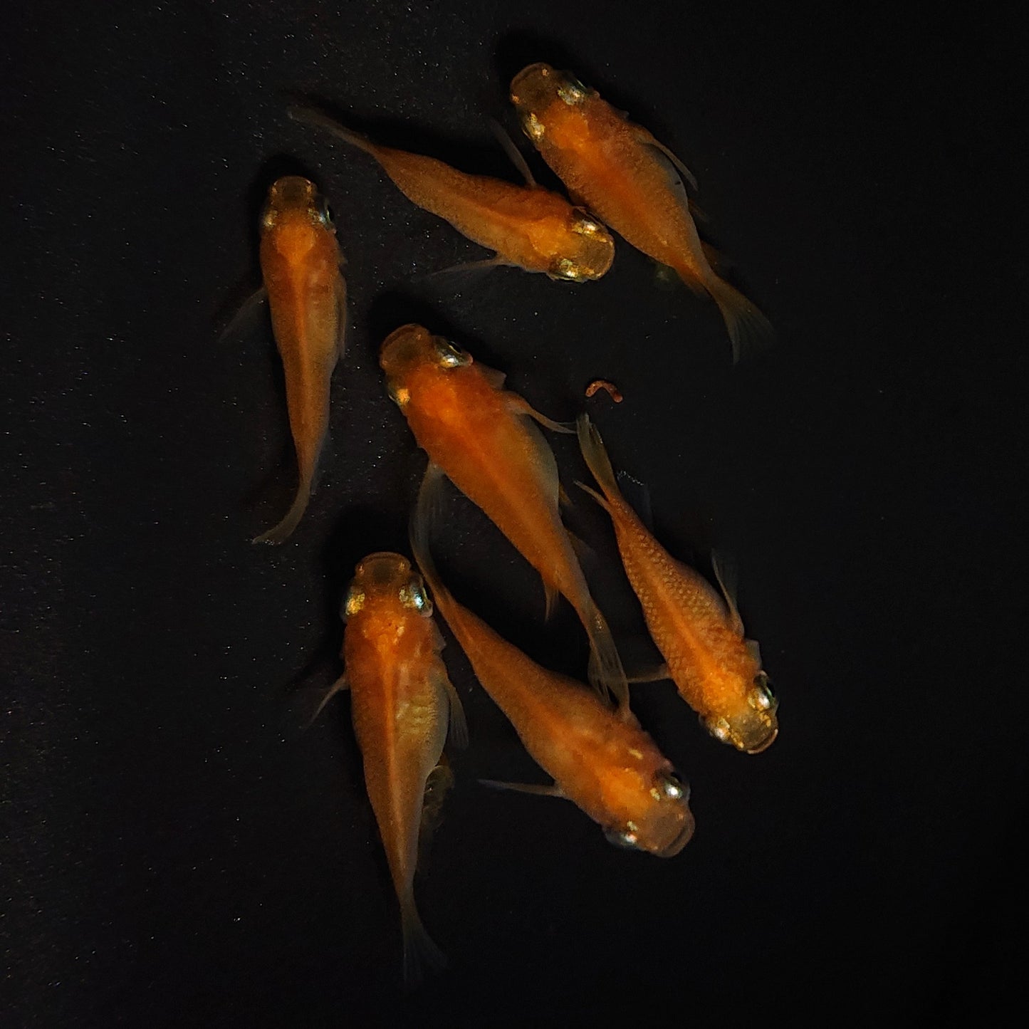【現物】紅帝だるま　7匹　オス3メス4　4194
