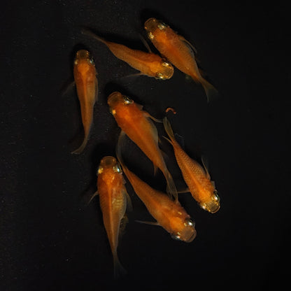 【現物】紅帝だるま　7匹　オス3メス4　4194