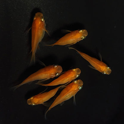 【現物】紅帝だるま　7匹　オス3メス4　4194