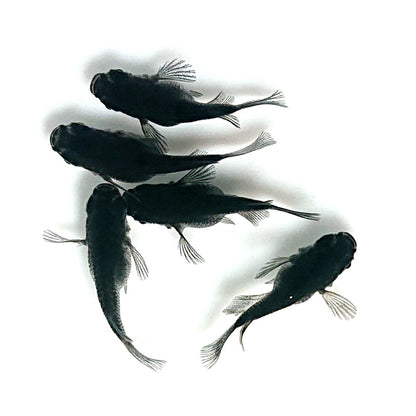 【現物】オロチだるま　5匹　オス2メス3　4192