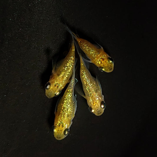 【現物イベント限定】夜桜だるま　稚魚10匹　4403