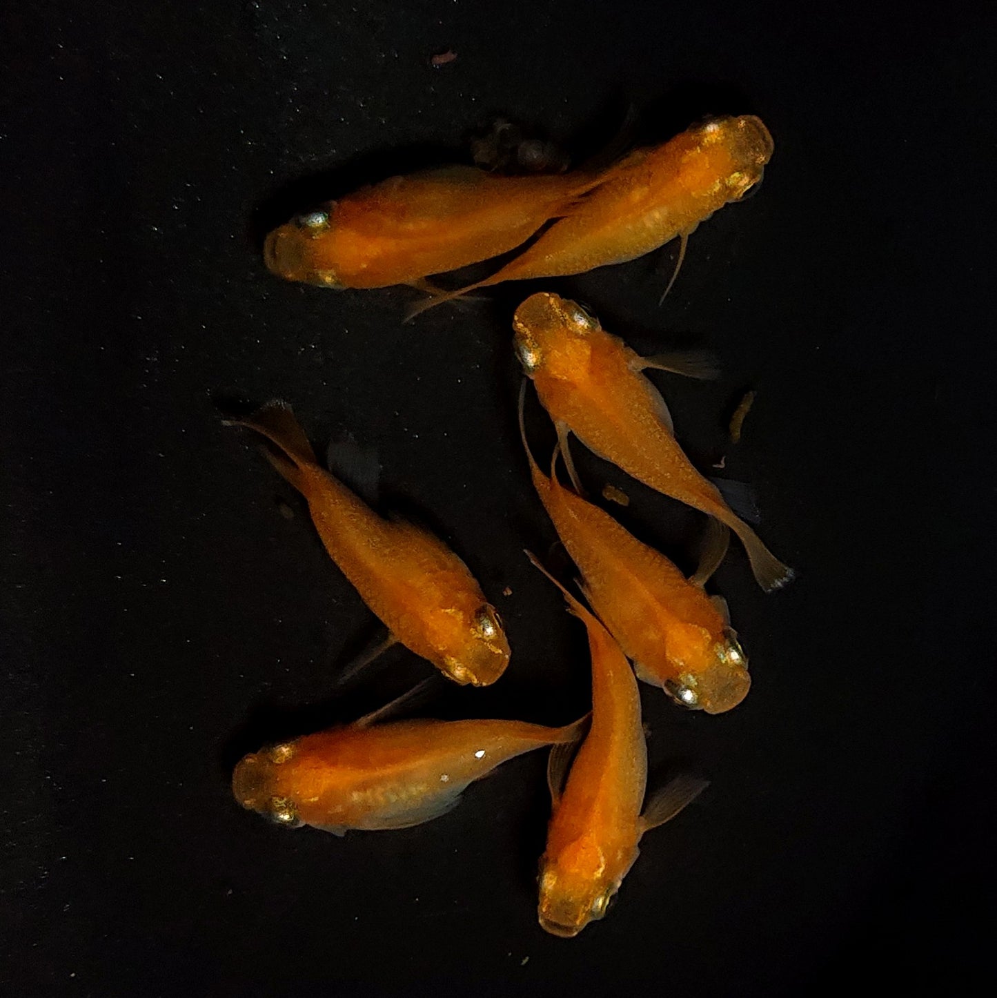 【現物】紅帝だるま　7匹　オス3メス4　4200