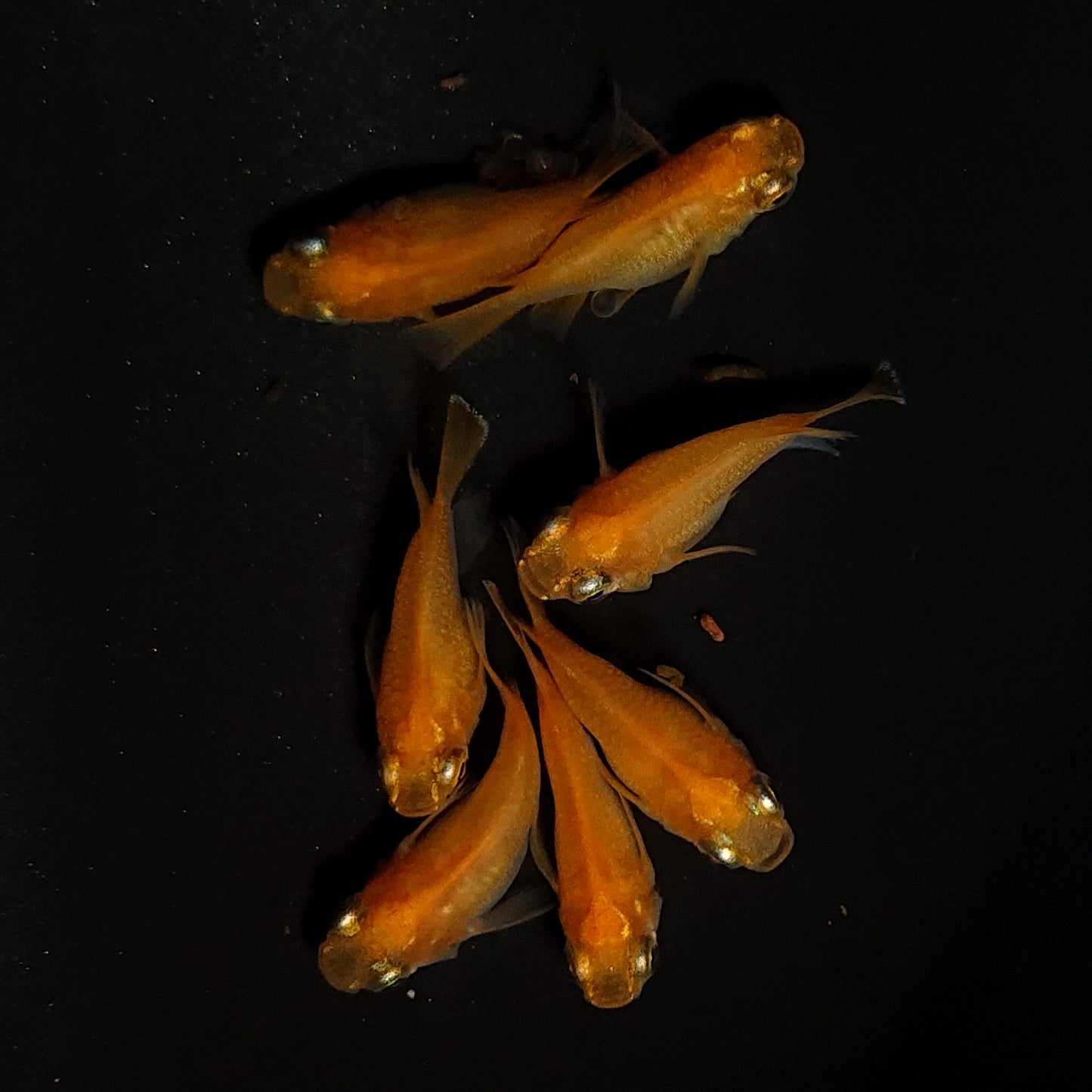 【現物】紅帝だるま　7匹　オス3メス4　4200